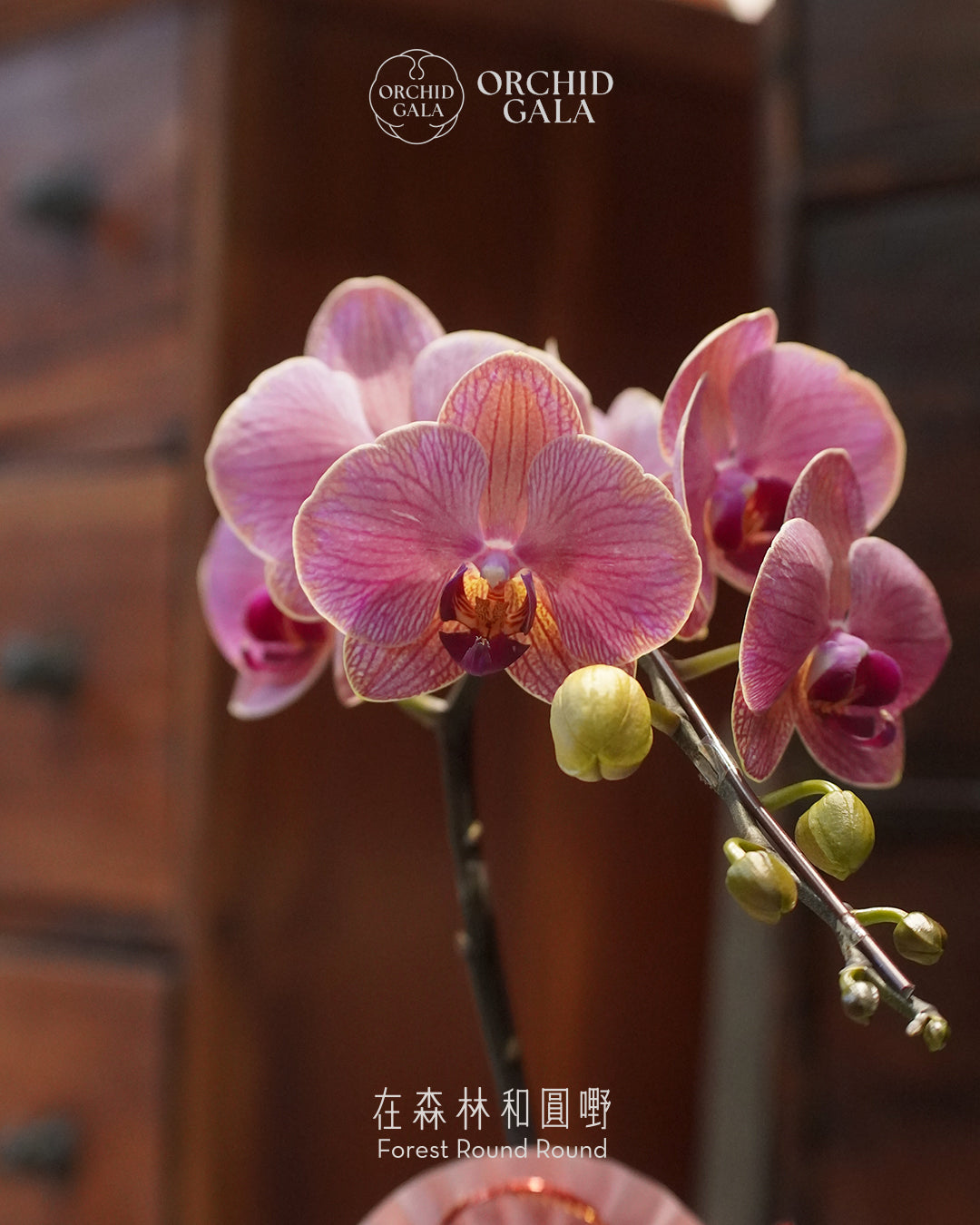 #cny2661 |  台灣蝴蝶蘭  -   〔 CUP SIZE 〕罕有色！ 小金樣色 蝴蝶蘭 x 陶藝家 CUBBIE SO