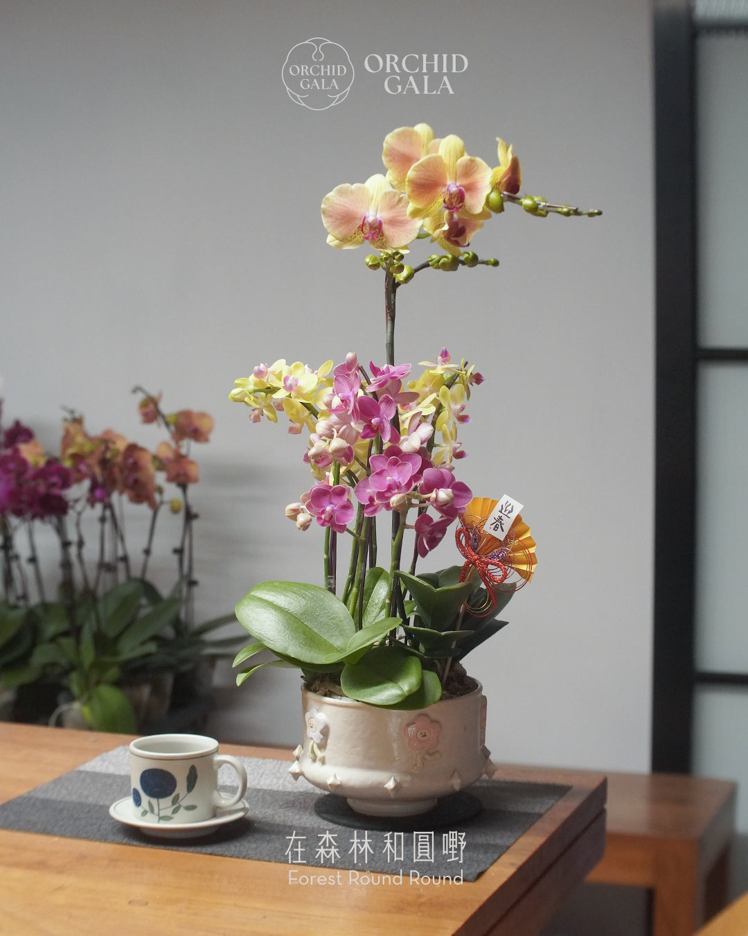 #cny2662 |  台灣蝴蝶蘭  -   Jumbo Bloom 繁花珍寶 拼色蝴蝶蘭  x 	BEE YEUNG 楊潔婷