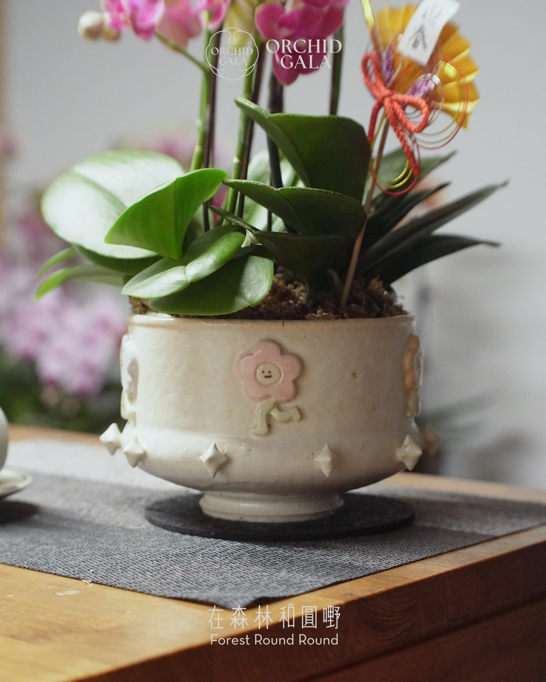 #cny2662 |  台灣蝴蝶蘭  -   Jumbo Bloom 繁花珍寶 拼色蝴蝶蘭  x 	BEE YEUNG 楊潔婷