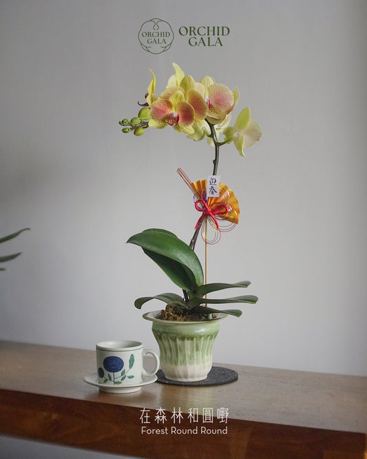 #cny2664 |  台灣蝴蝶蘭  -   台灣蝴蝶蘭 - 圓嘢 Signature Curve 黃色 蝴蝶蘭  x  NG KAHO 伍嘉浩