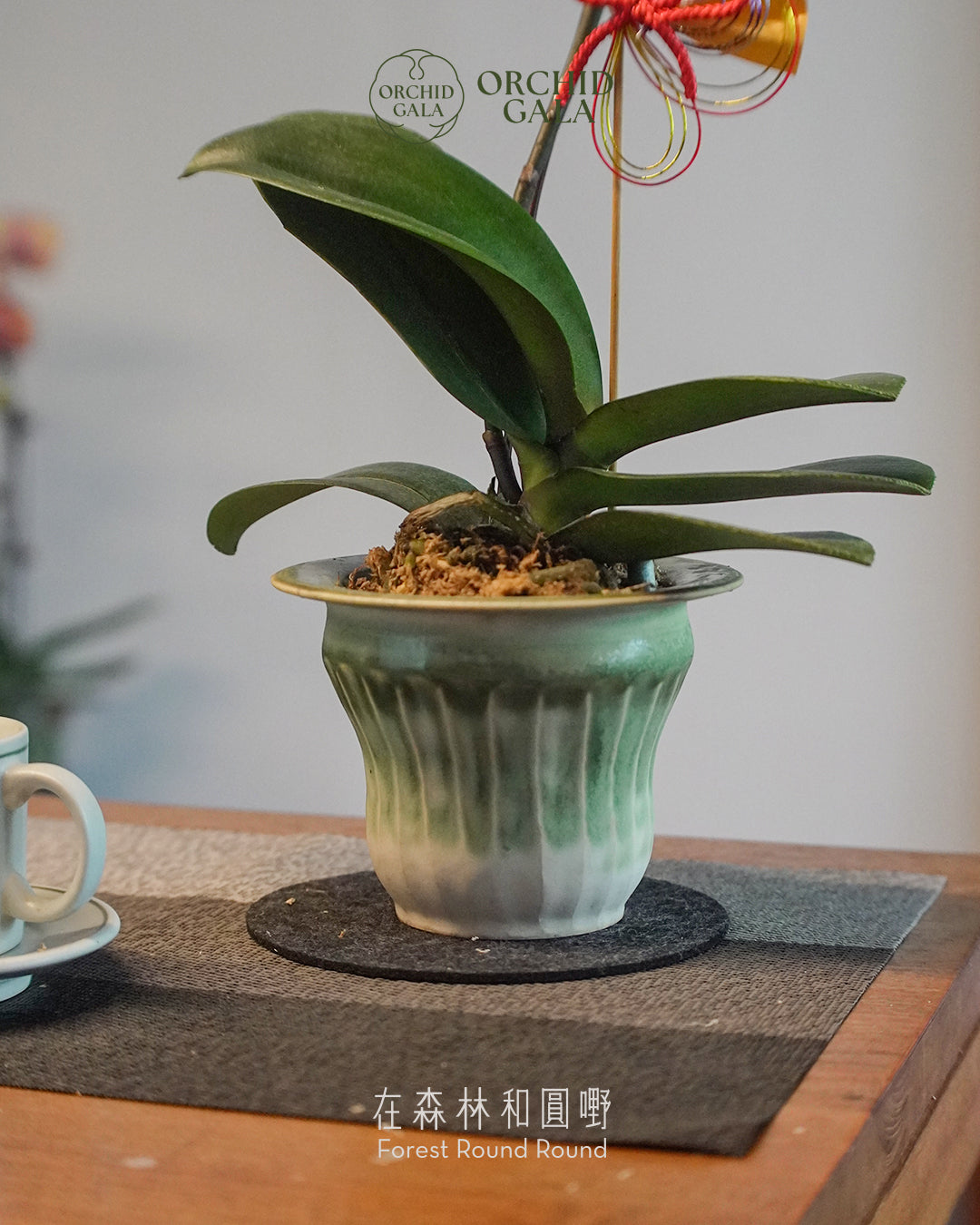 #cny2664 |  台灣蝴蝶蘭  -   台灣蝴蝶蘭 - 圓嘢 Signature Curve 黃色 蝴蝶蘭  x  NG KAHO 伍嘉浩