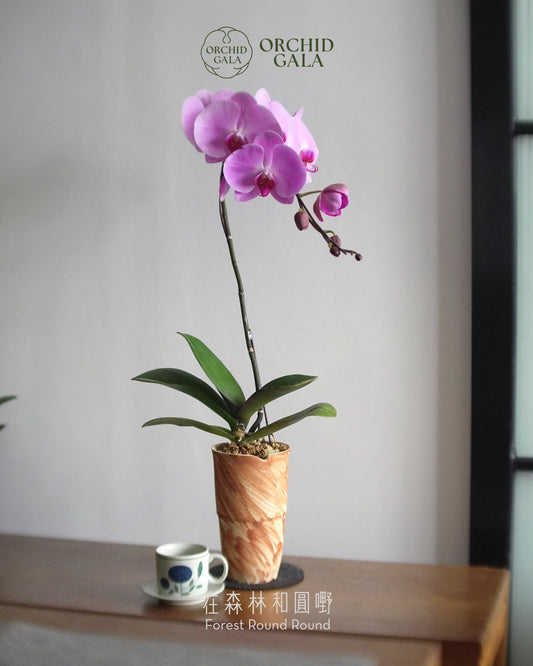 #cny2665 |  台灣蝴蝶蘭  -   圓嘢 Signature Curve 薄紅梅·うすこうばい x 陶藝家 IVAN YUNG