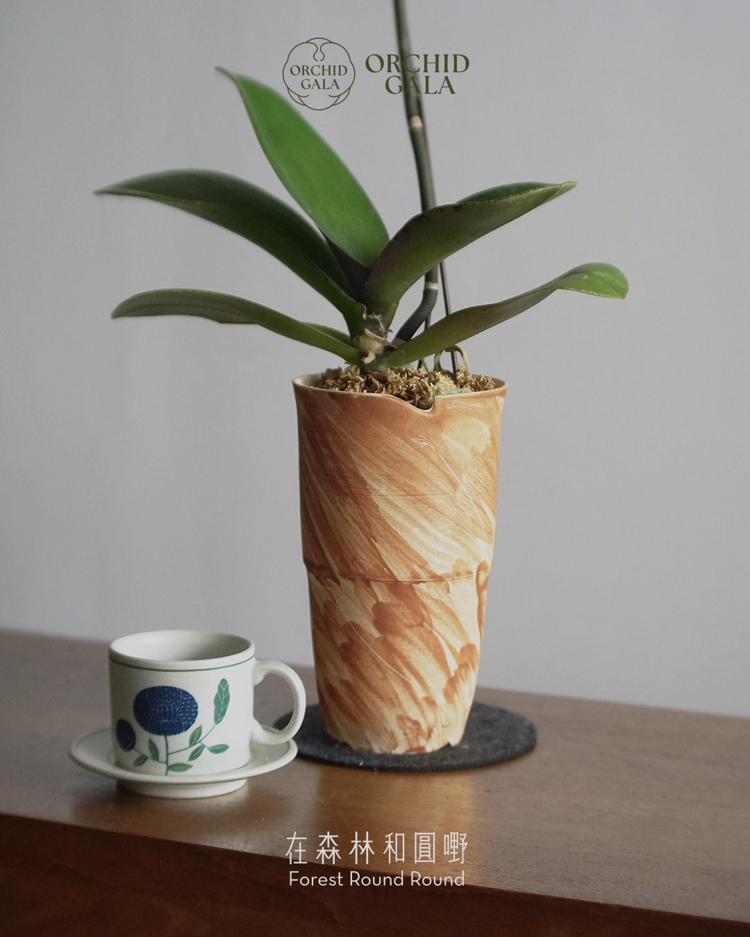 #cny2665 |  台灣蝴蝶蘭  -   圓嘢 Signature Curve 薄紅梅·うすこうばい x 陶藝家 IVAN YUNG