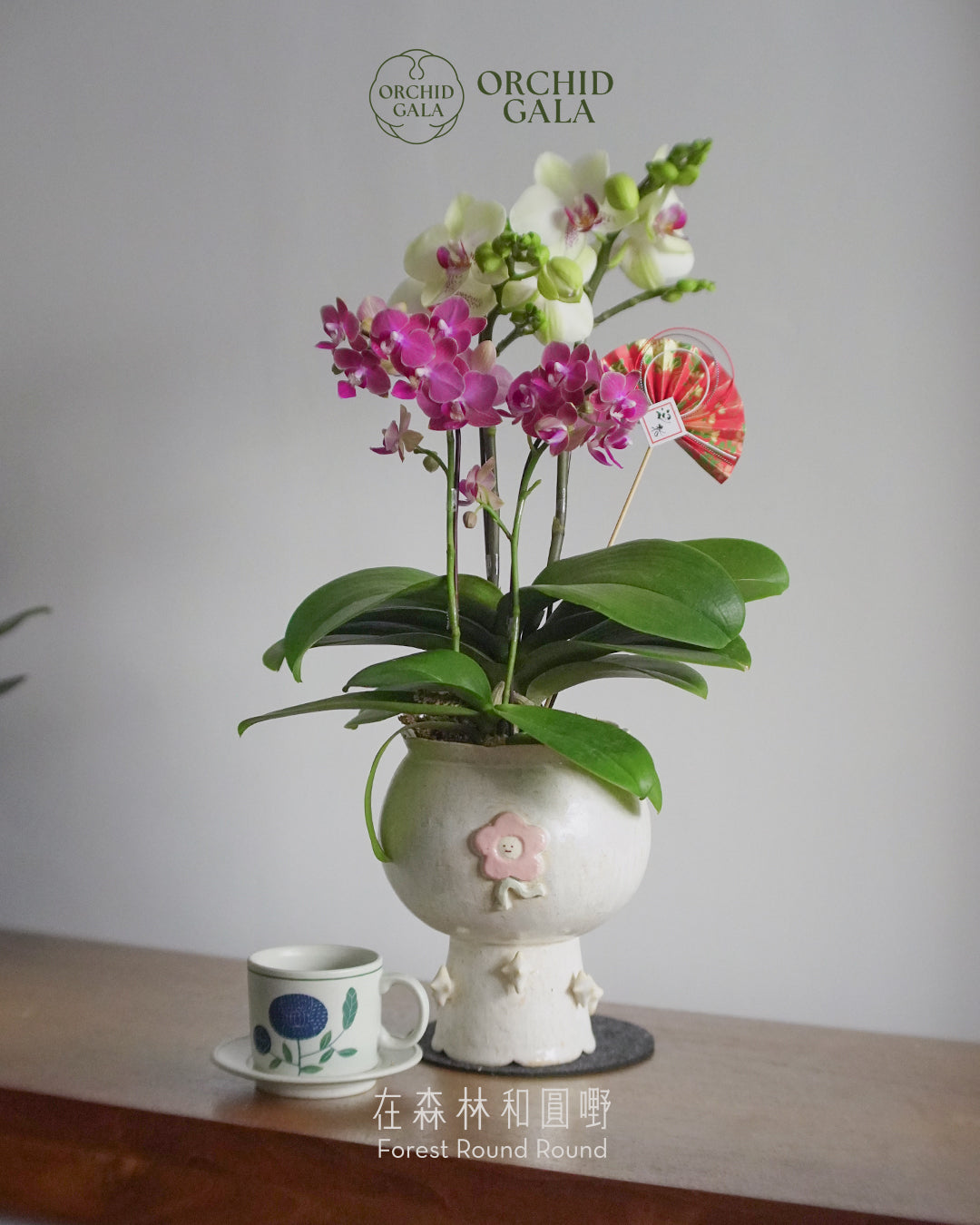 #cny2666 |  台灣蝴蝶蘭  -   Jumbo Bloom 繁花珍寶 拼色蝴蝶蘭  x 	BEE YEUNG 楊潔婷