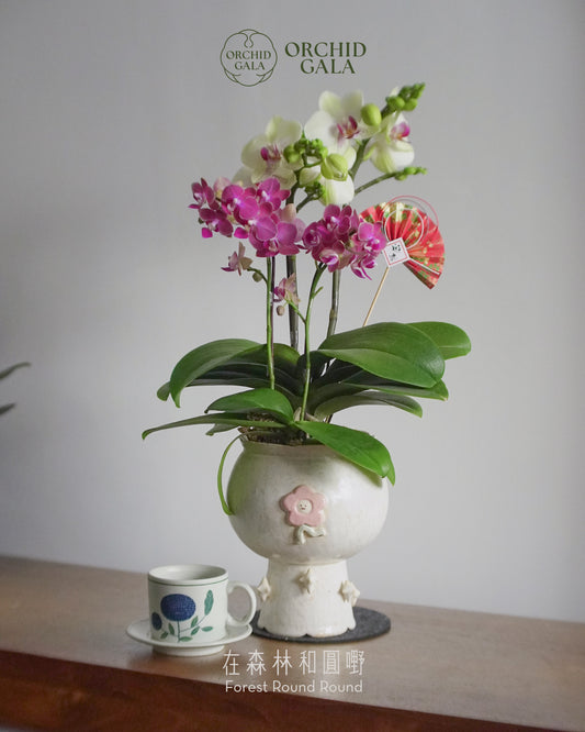 #cny2666 |  台灣蝴蝶蘭  -   Jumbo Bloom 繁花珍寶 拼色蝴蝶蘭  x 	BEE YEUNG 楊潔婷