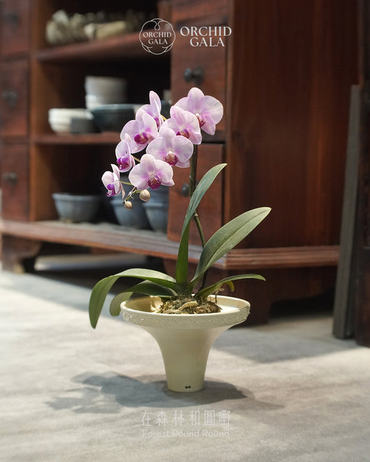#cny2667  |  台灣蝴蝶蘭  -   〔 CUP SIZE 〕夢幻粉紅 x 陶藝家 KIT WONG 黃潔鋌