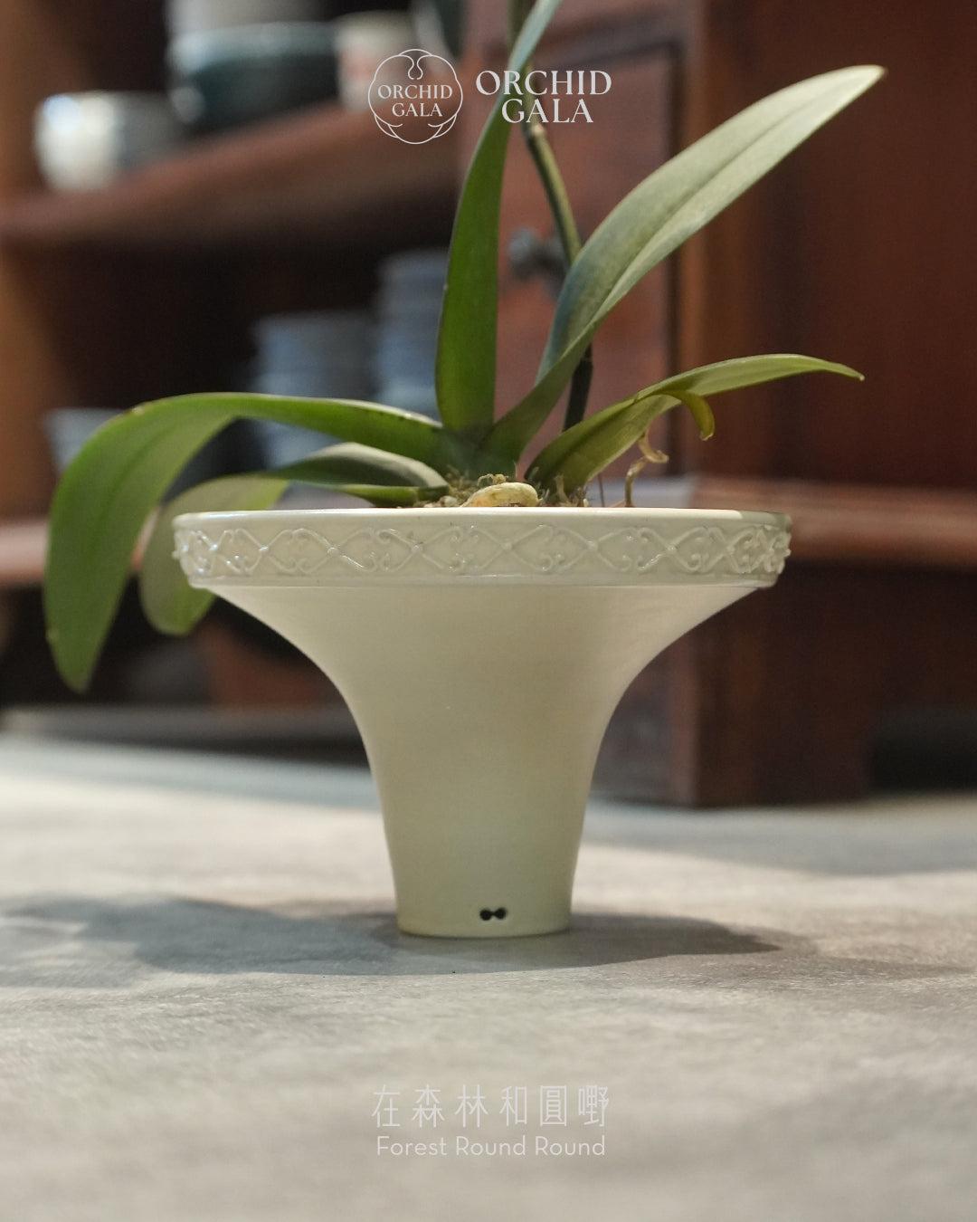 #cny2667  |  台灣蝴蝶蘭  -   〔 CUP SIZE 〕夢幻粉紅 x 陶藝家 KIT WONG 黃潔鋌