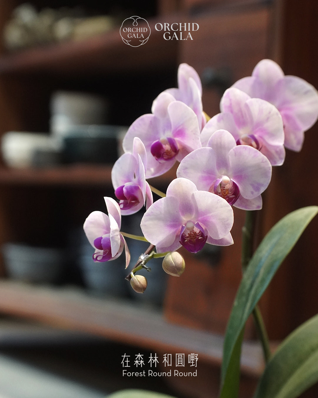 #cny2667  |  台灣蝴蝶蘭  -   〔 CUP SIZE 〕夢幻粉紅 x 陶藝家 KIT WONG 黃潔鋌