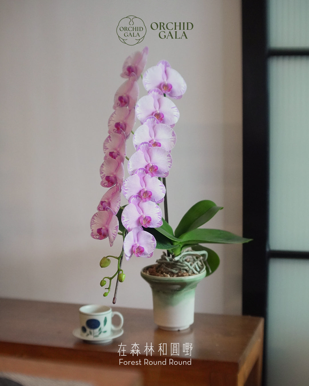 #cny2669   |  日本品種蝴蝶蘭 [中花]  付下小紋・付け下げ小紋 （中花）  X  陶藝家  NG KAHO 伍嘉浩