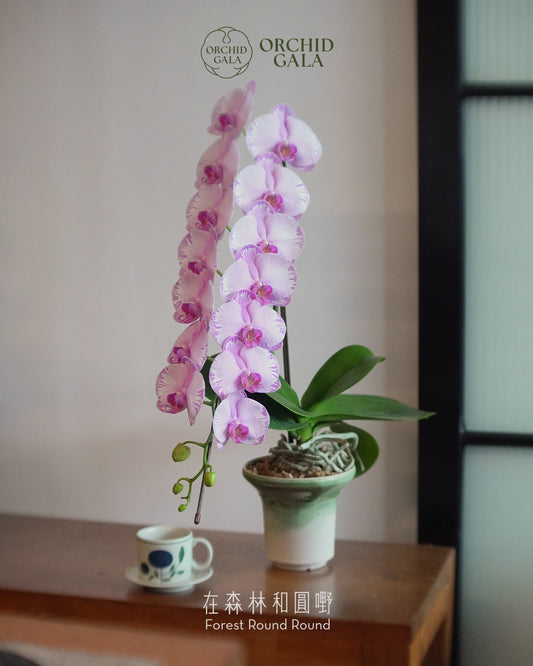 #cny2669   |  日本品種蝴蝶蘭 [中花]  付下小紋・付け下げ小紋 （中花）  X  陶藝家  NG KAHO 伍嘉浩