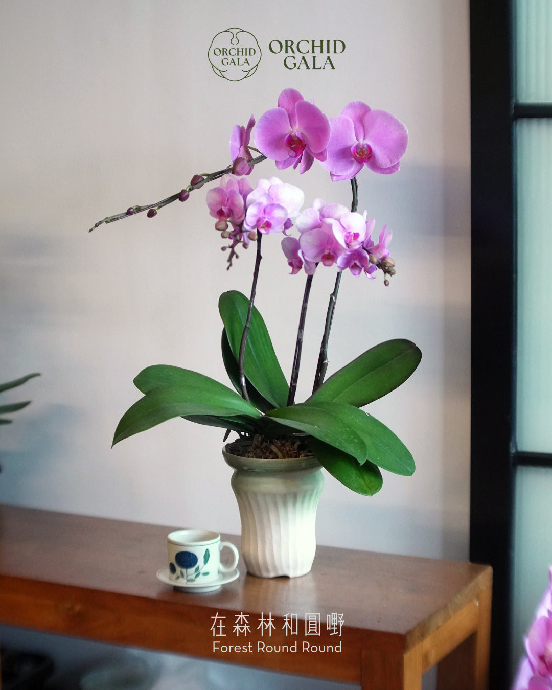 #cny2672 |  台灣蝴蝶蘭  -  繁花粉紅 蝴蝶蘭  x NG KAHO 伍嘉浩