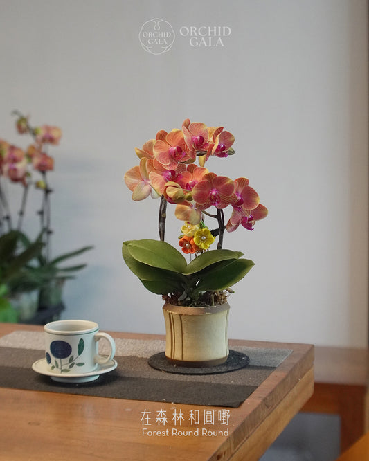 #cny2674  |  台灣蝴蝶蘭  -   〔 CUP SIZE 〕迷你日出橙色 x MAY LOO 盧婉嫻