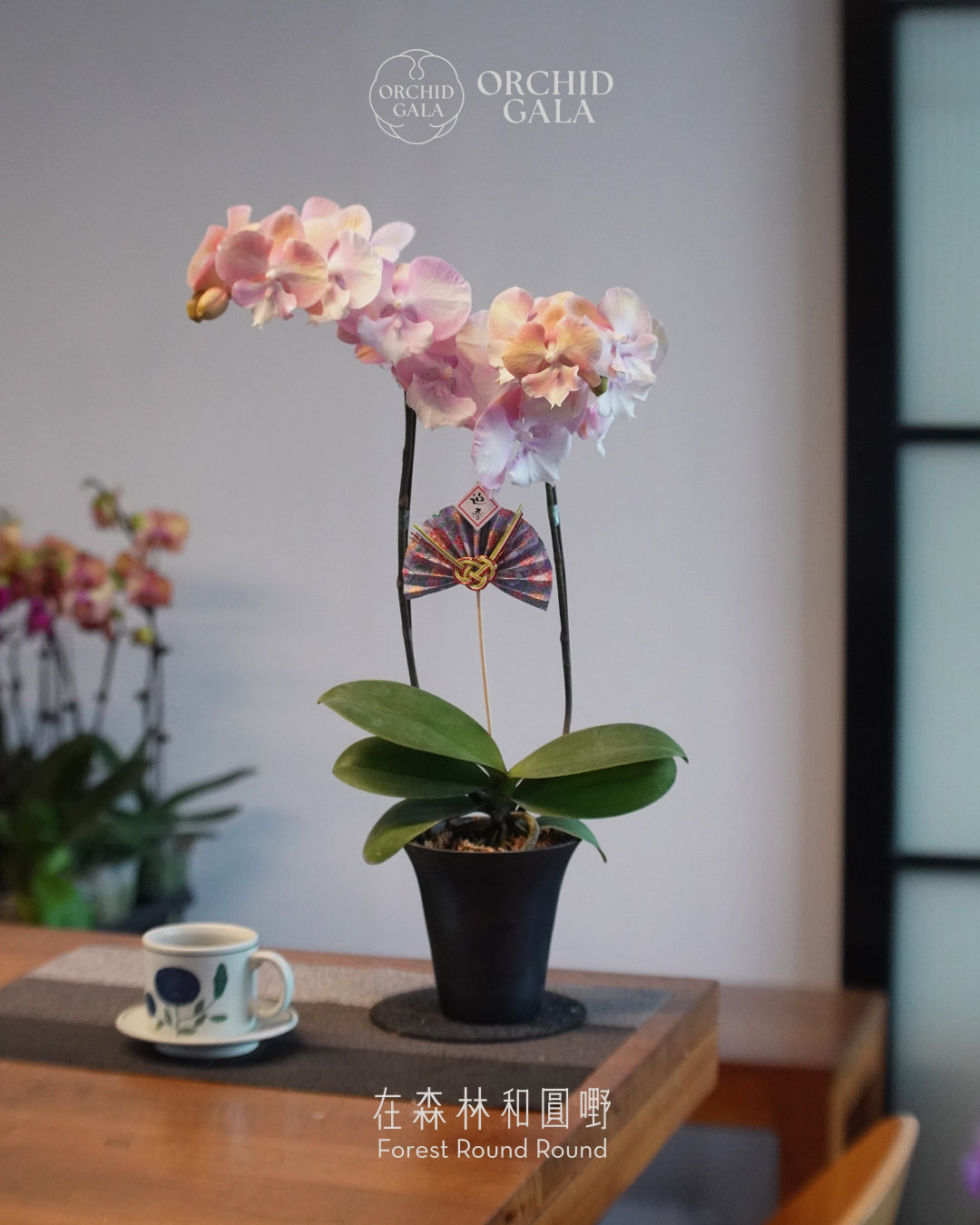 #cny2675 |  台灣蝴蝶蘭  -   Decent dubble 洛可可風色系蘭花 x 陶藝家 Yann Cheng