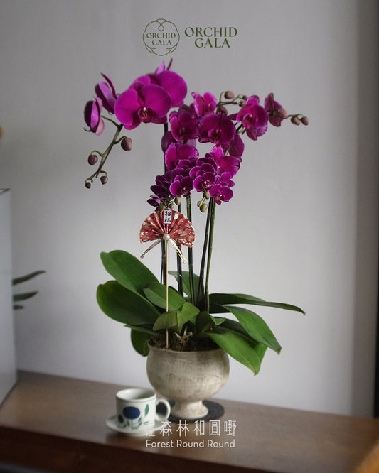 #cny2676 |  台灣蝴蝶蘭  -   Jumbo Bloom 繁花珍寶 高貴酒紅 蝴蝶蘭