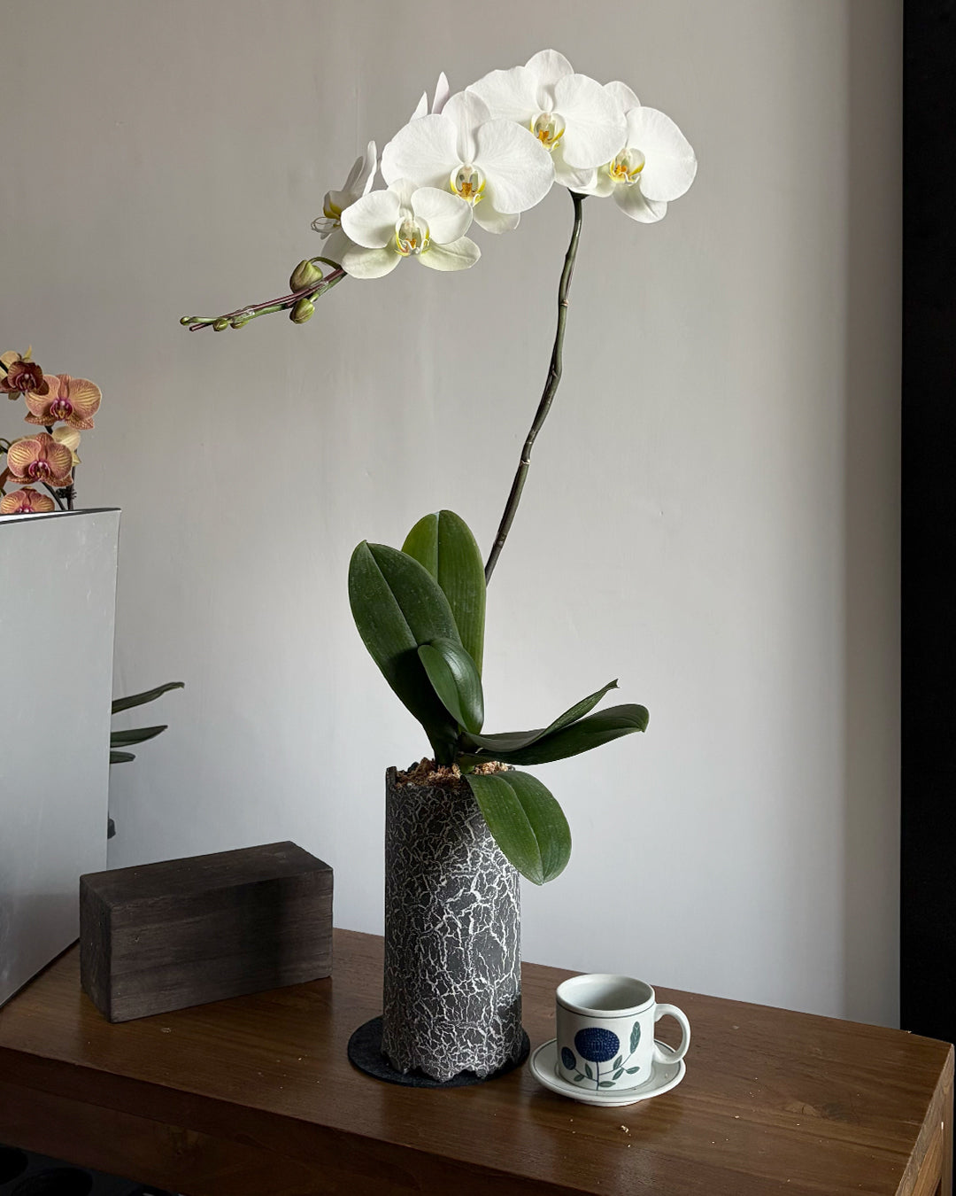 #cny2682 |  台灣蝴蝶蘭 - 圓嘢 Signature Curve  大白花蝶蘭 x 陶藝家 YEHYEH 頁葉