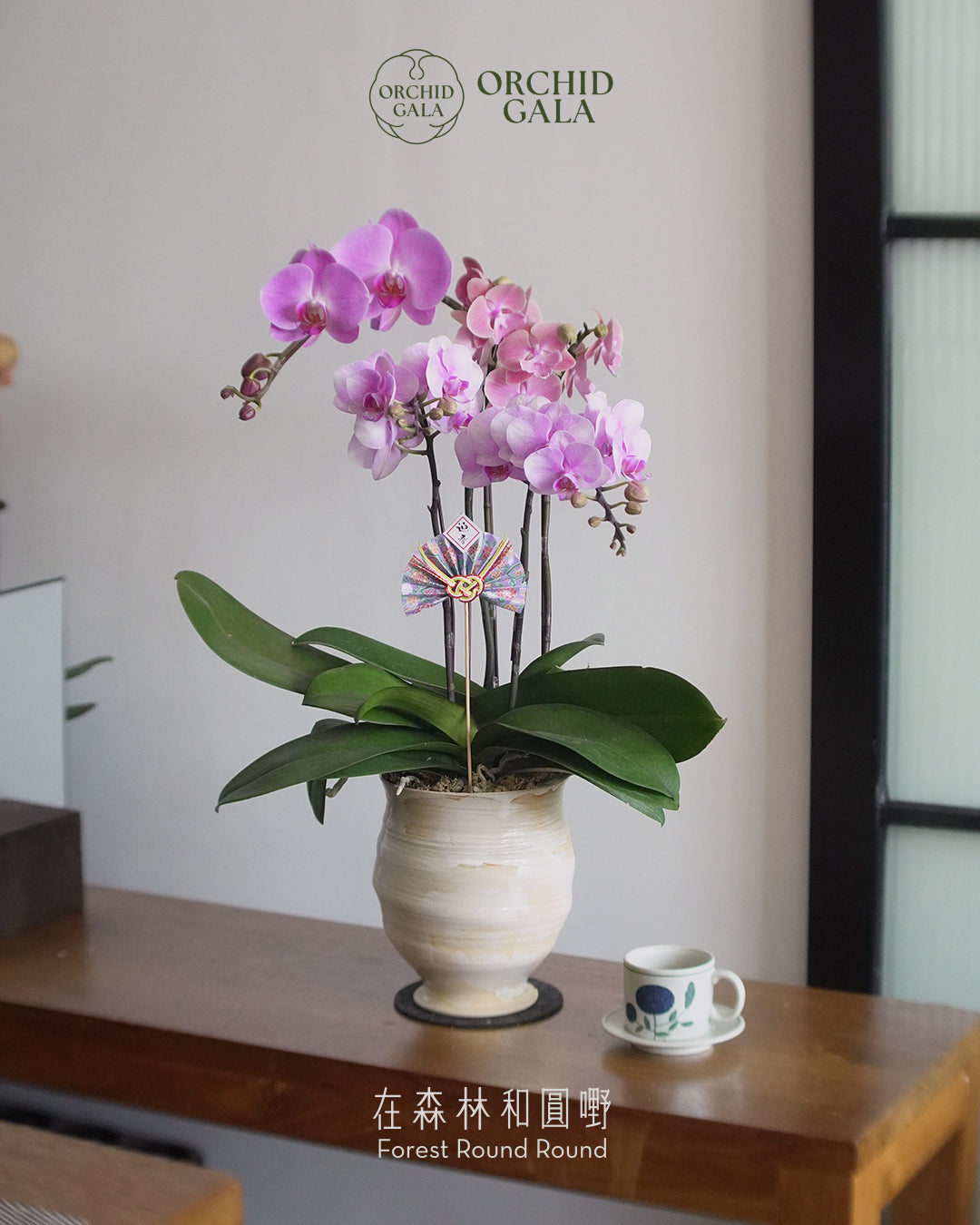 #cny2684 |  台灣蝴蝶蘭 - Jumbo Bloom 繁花珍寶 拼色蝴蝶蘭 x 陶藝家 IVAN YUNG