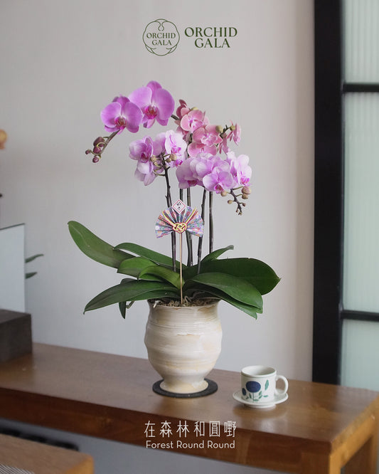 #cny2684 |  台灣蝴蝶蘭 - Jumbo Bloom 繁花珍寶 拼色蝴蝶蘭 x 陶藝家 IVAN YUNG