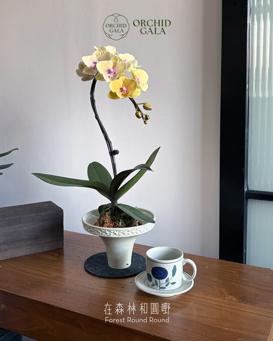 #cny2686 |  台灣蝴蝶蘭 - 圓嘢 Signature Curve   橙花 蝴蝶蘭 x 陶藝家 KIT WONG 黃潔鋌