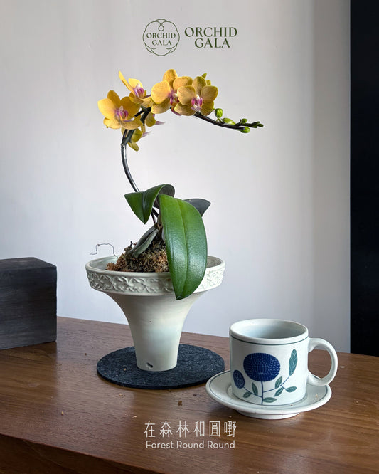 #cny2687 |  台灣蝴蝶蘭 - Minimalist Single 小巧獨秀  迷你黃花 蝴蝶蘭 x 陶藝家 KIT WONG 黃潔鋌