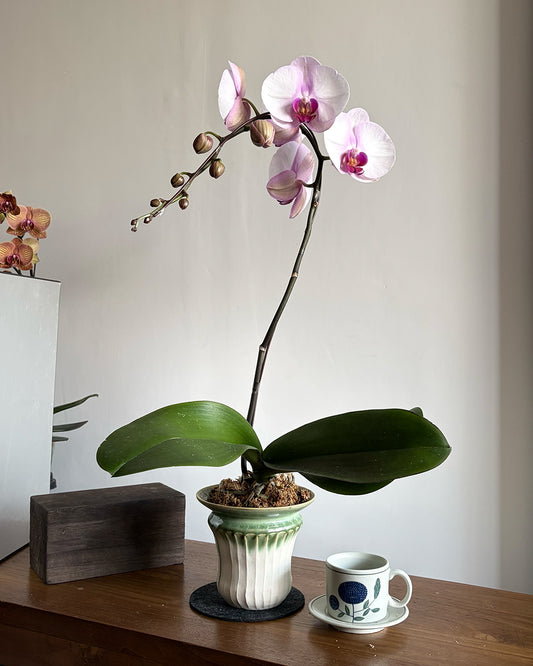 #cny2688 |  台灣蝴蝶蘭 - 圓嘢 Signature Curve  安妮公主 大花蝴蝶蘭 x 陶藝家 NG KAHO 伍嘉浩