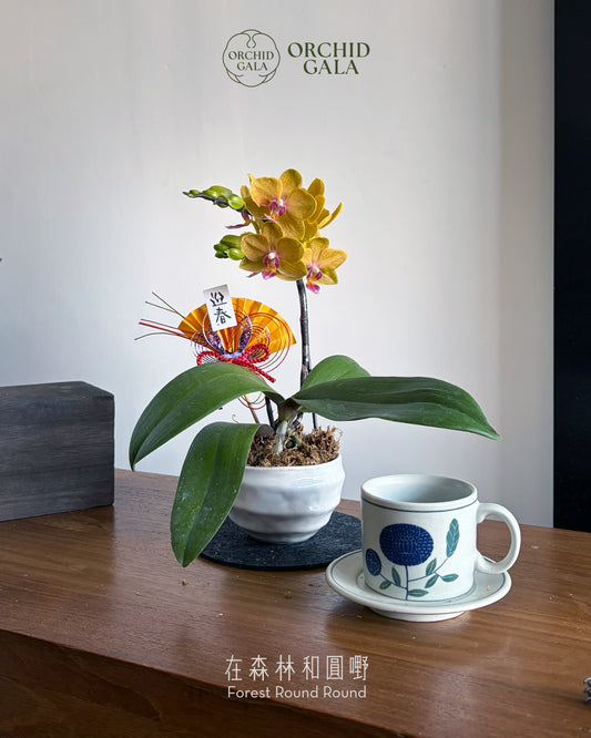 #cny2696 |  台灣蝴蝶蘭 - 圓嘢 〔 Cup Size 碗蘭 〕 黃花 迷你蝴蝶蘭 x 日本製陶盆