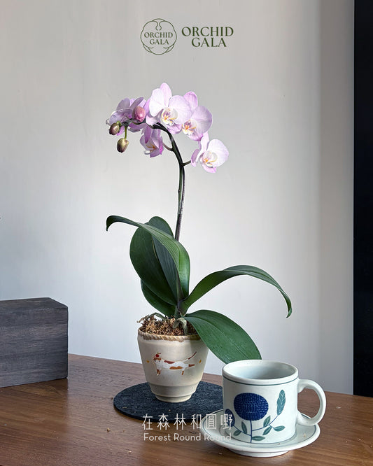 #cny2699 |  台灣蝴蝶蘭 -    〔 Cup Size 〕粉花迷你蝴蝶蘭  伸懶腰貓貓盆 x 陶藝家 CUBBIE