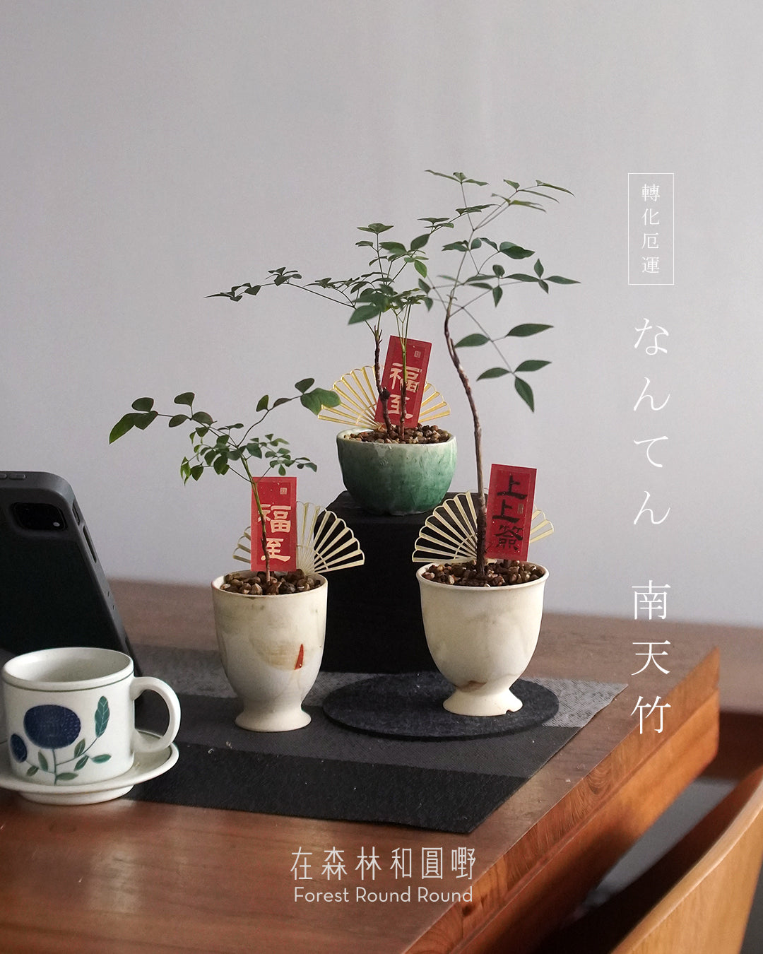 #cnyO2603  |  〔 CUP SIZE  自家繁殖 〕なんてん  消災解厄 轉化厄運的 南天竹 Sacred bamboo   x 陶藝家 IVAN YUNG (副本)