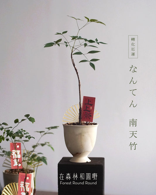 #cnyO2602  |  〔 CUP SIZE  自家繁殖 〕なんてん  消災解厄 轉化厄運的 南天竹 Sacred bamboo   x 陶藝家 IVAN YUNG
