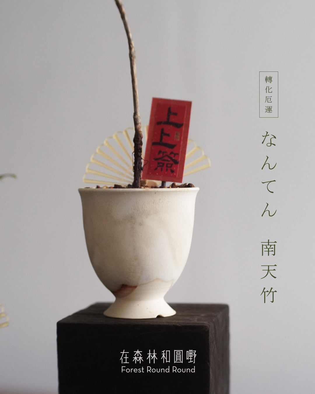 #cnyO2602  |  〔 CUP SIZE  自家繁殖 〕なんてん  消災解厄 轉化厄運的 南天竹 Sacred bamboo   x 陶藝家 IVAN YUNG