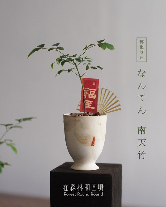 #cnyO2603  |  〔 CUP SIZE  自家繁殖 〕なんてん  消災解厄 轉化厄運的 南天竹 Sacred bamboo   x 陶藝家 IVAN YUNG (副本)