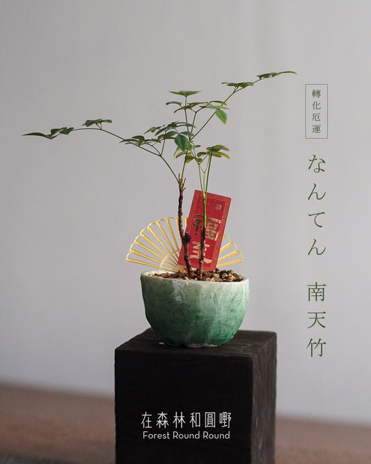 #cnyO2604  |  〔 CUP SIZE  自家繁殖 〕なんてん  消災解厄 轉化厄運的 南天竹 Sacred bamboo   x 陶藝家 IVAN YUNG (副本) (副本)