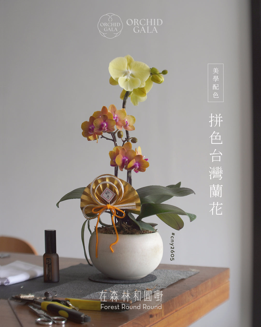 #cny2605  |  台灣蝴蝶蘭  - 橙色與奶油黃 鮮明的配色美學 x 陶藝家 VINCENT LAW 羅縉壕