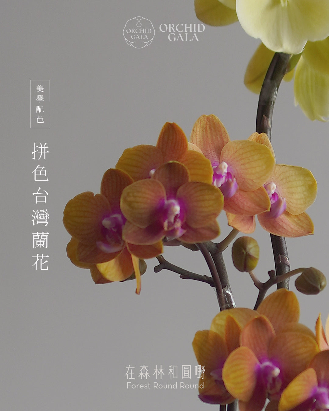 #cny2605  |  台灣蝴蝶蘭  - 橙色與奶油黃 鮮明的配色美學 x 陶藝家 VINCENT LAW 羅縉壕