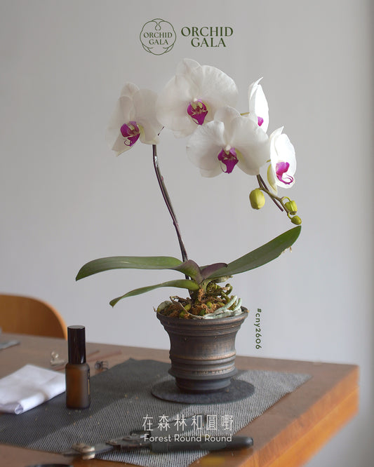 #cny2606  |  台灣蝴蝶蘭  - 白花紅心的曲線美 x 陶藝家 BENNY TO 陶啟安