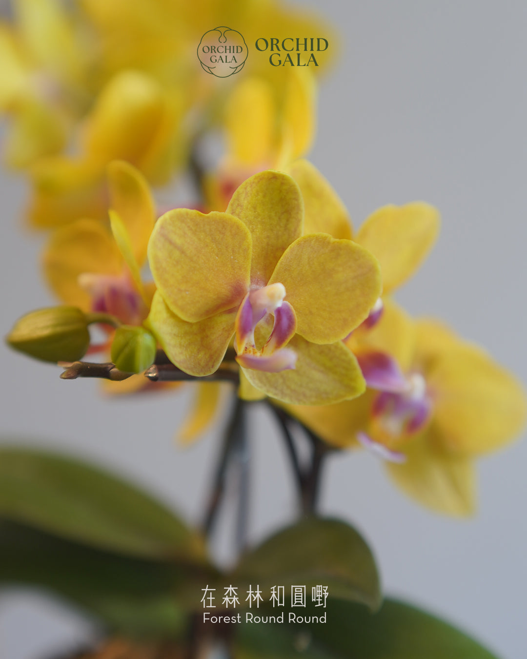 #cny2601  |  台灣蝴蝶蘭 Cup Size - 蘋果貓 與 迷你黃花蝴蝶蘭 x 陶藝家 CUBBIE SO