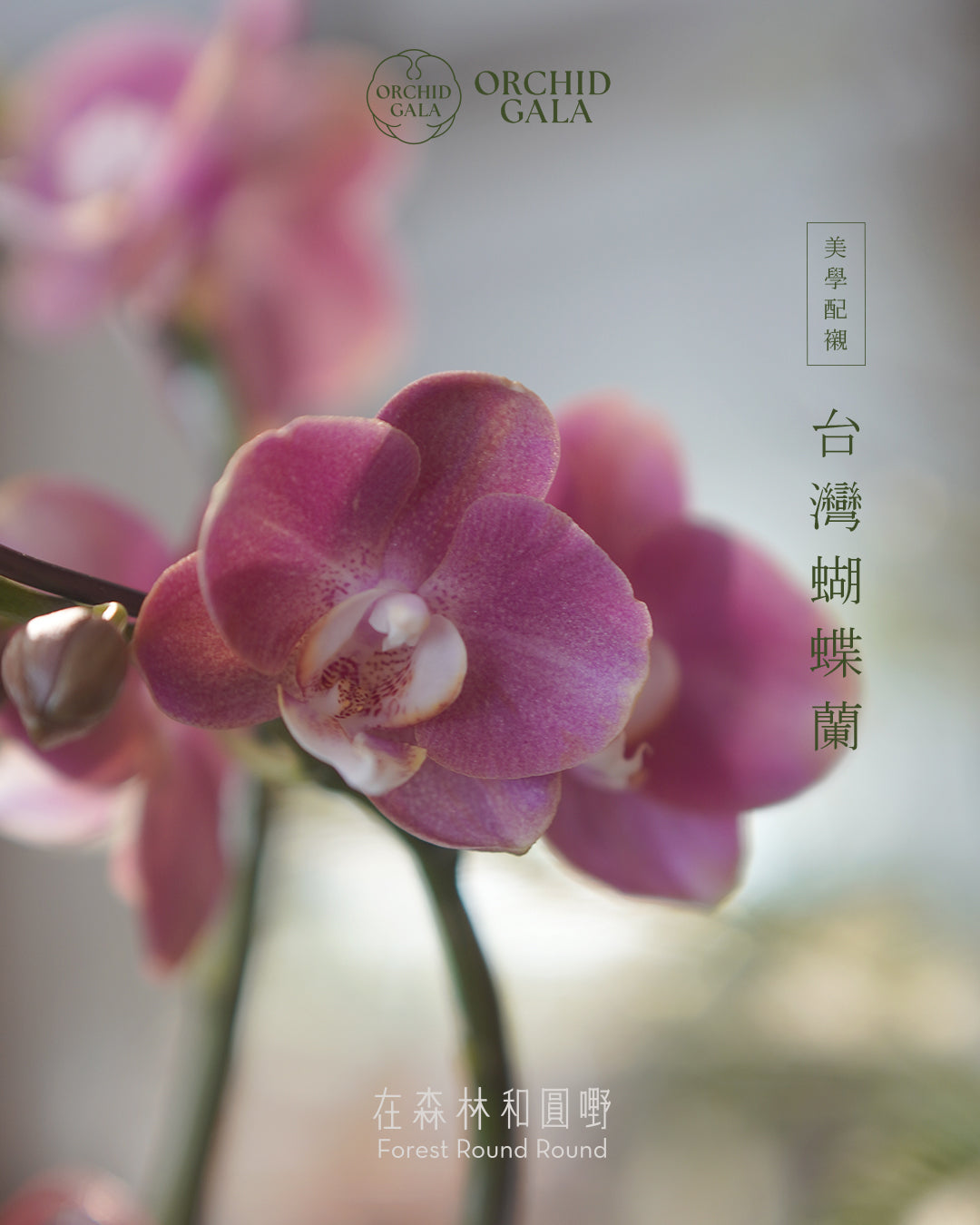 #cny2607  |  台灣蝴蝶蘭  -   Tiny Double 罕有色！粉桃紅 x 陶藝家 VINCENT LAW 羅縉壕