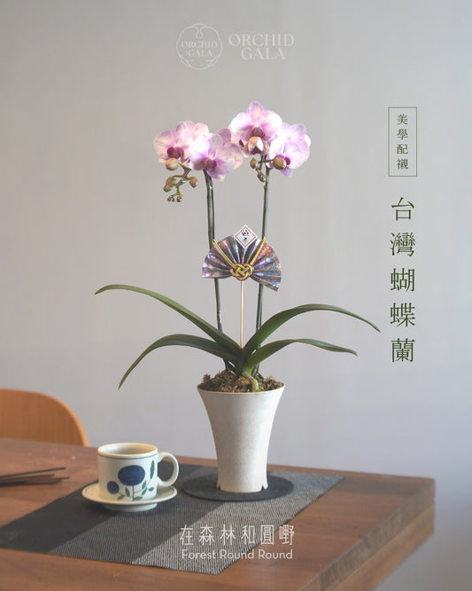 #cny2608  |  台灣蝴蝶蘭  -   Tiny Double 如油畫的粉紅 x 陶藝家 VINCENT LAW 羅縉壕