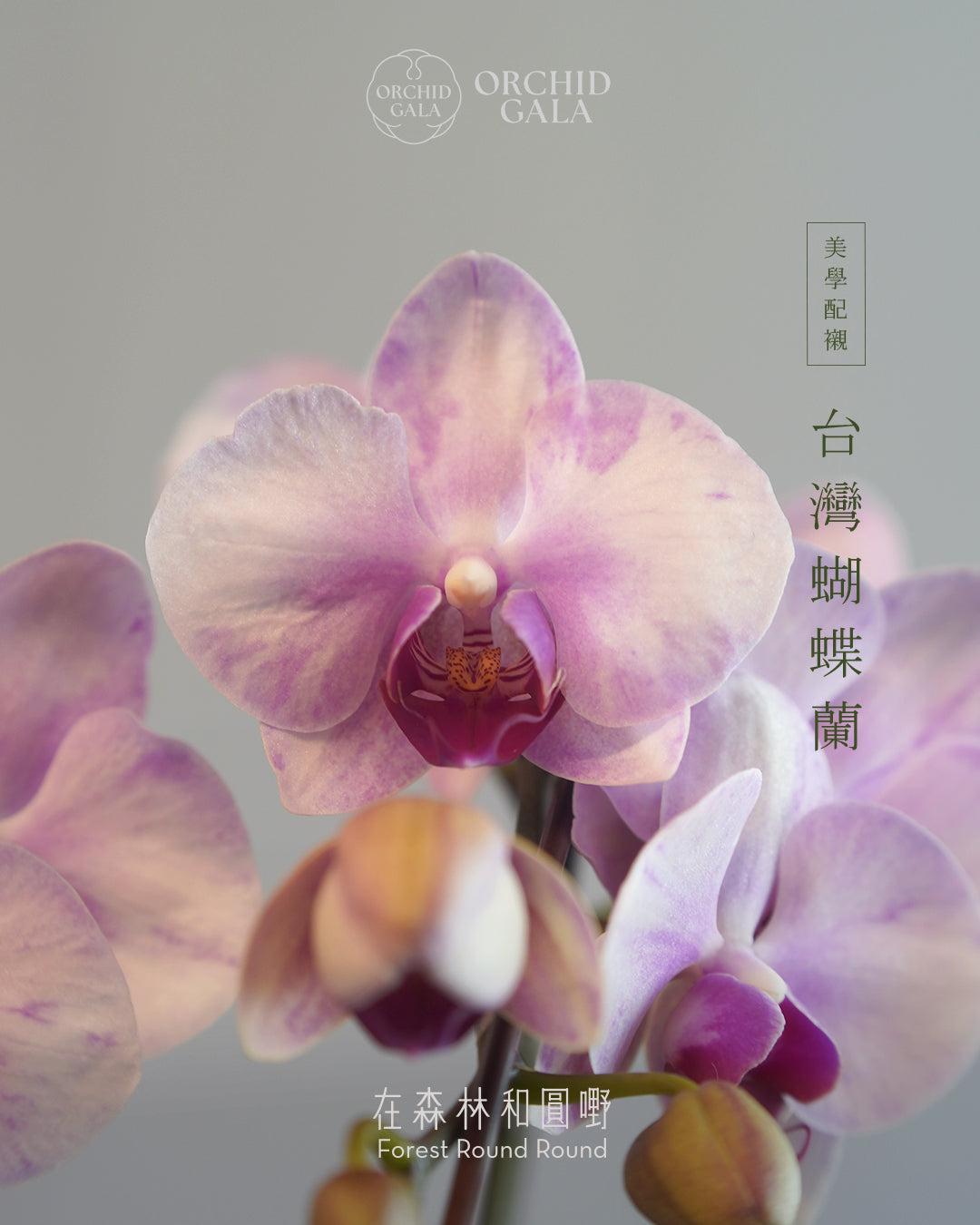 #cny2608  |  台灣蝴蝶蘭  -   Tiny Double 如油畫的粉紅 x 陶藝家 VINCENT LAW 羅縉壕