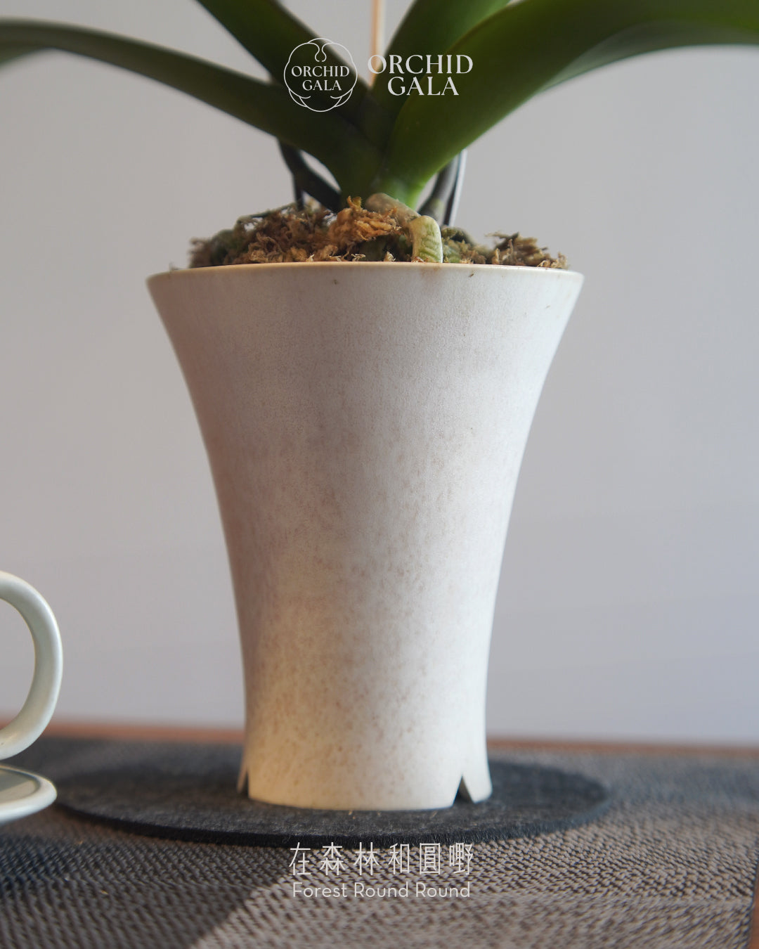 #cny2608  |  台灣蝴蝶蘭  -   Tiny Double 如油畫的粉紅 x 陶藝家 VINCENT LAW 羅縉壕