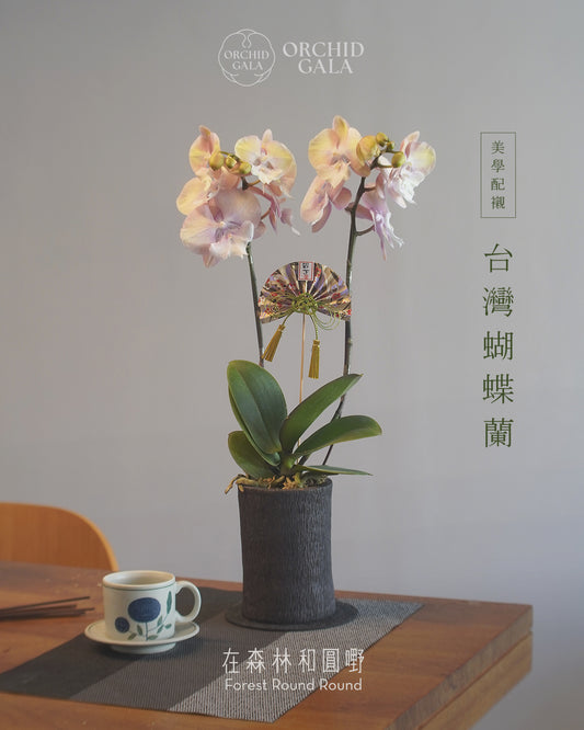 #cny2610 |  台灣蝴蝶蘭  -   Decent dubble 洛可可風色系蘭花 x 陶藝家 MAY LOO