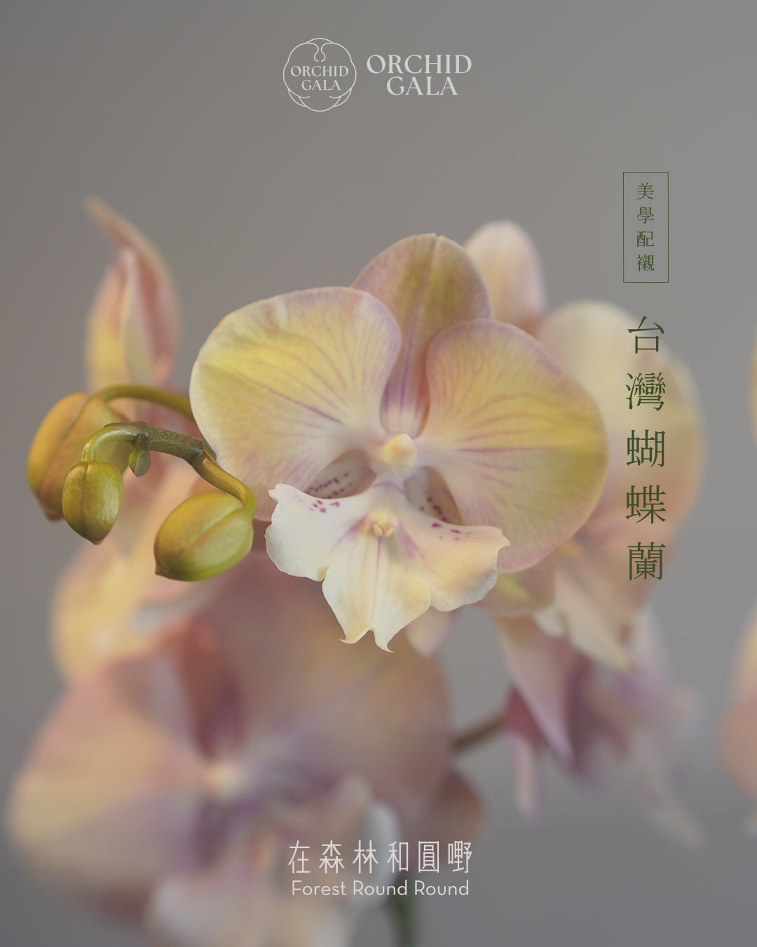 #cny2610 |  台灣蝴蝶蘭  -   Decent dubble 洛可可風色系蘭花 x 陶藝家 MAY LOO