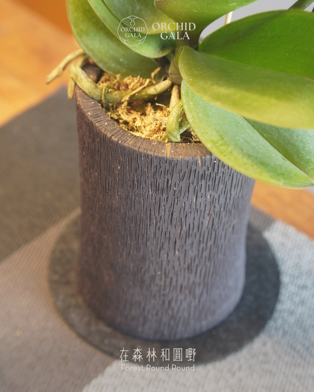 #cny2610 |  台灣蝴蝶蘭  -   Decent dubble 洛可可風色系蘭花 x 陶藝家 MAY LOO