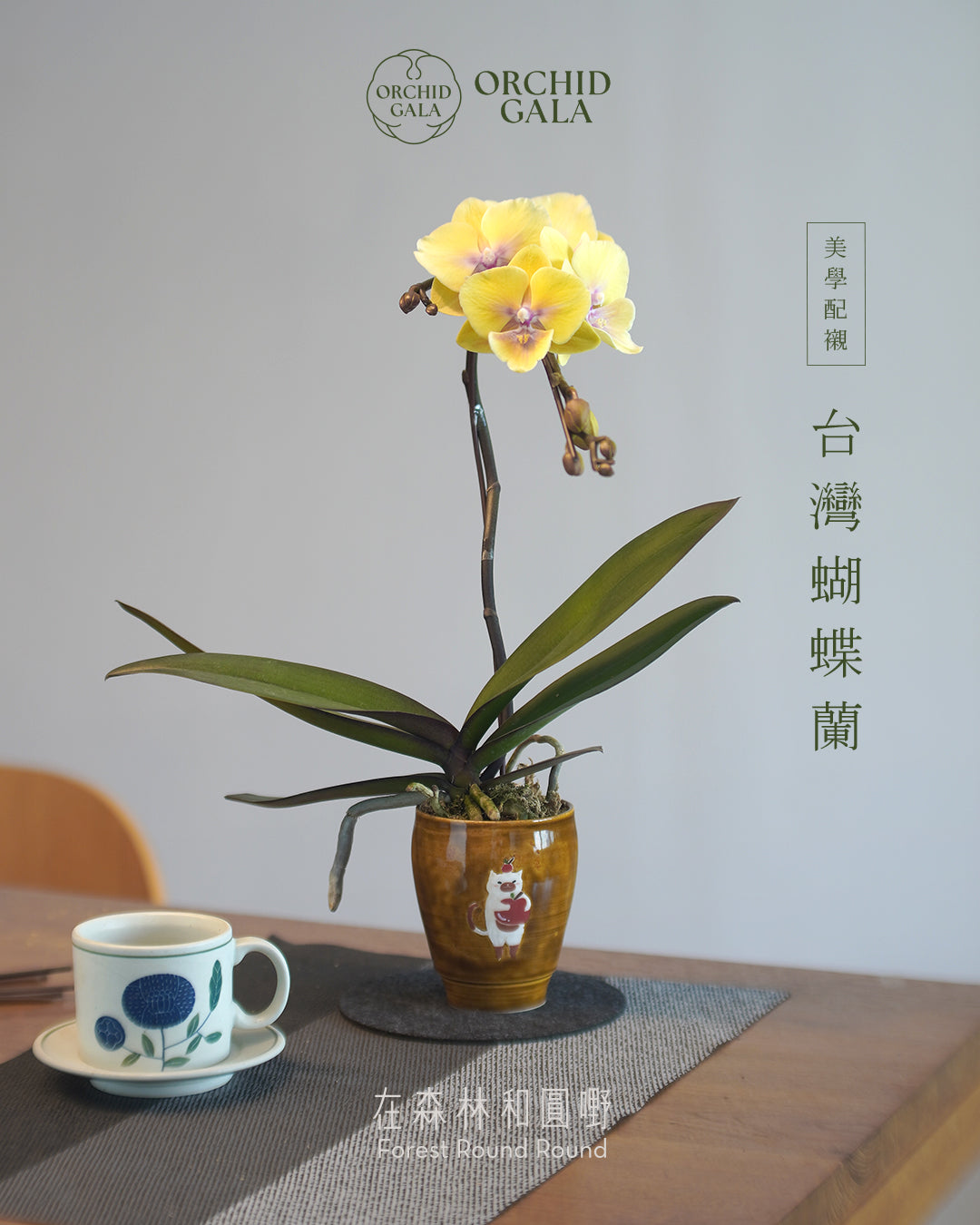 #cny2611 |  台灣蝴蝶蘭  Cup Size- 豬面貓 與 罕有色！ 奶油黃花 蝴蝶蘭 x 陶藝家 CUBBIE SO