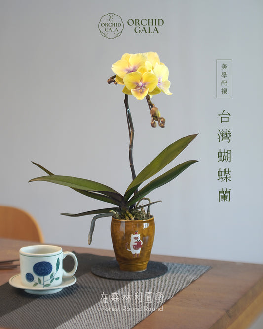 #cny2611 |  台灣蝴蝶蘭  Cup Size- 豬面貓 與 罕有色！ 奶油黃花 蝴蝶蘭 x 陶藝家 CUBBIE SO