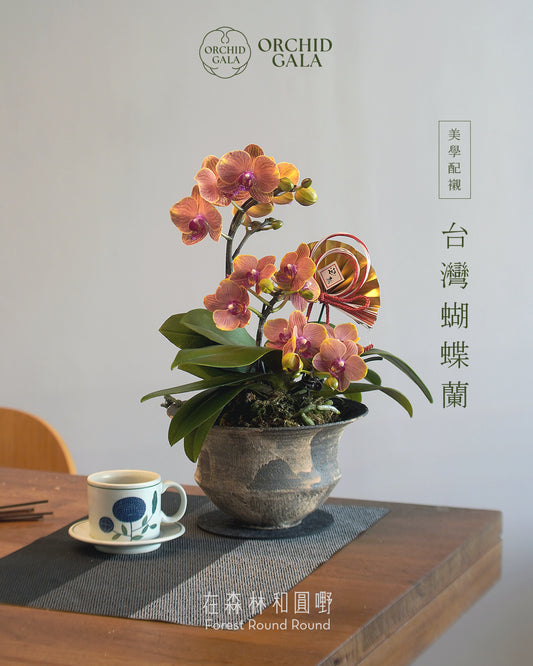 #cny2612 |  台灣蝴蝶蘭  - 迷你橙花蝴蝶蘭 3菖