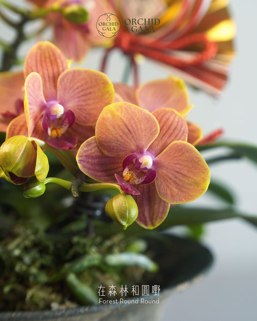 #cny2612 |  台灣蝴蝶蘭  - 迷你橙花蝴蝶蘭 3菖