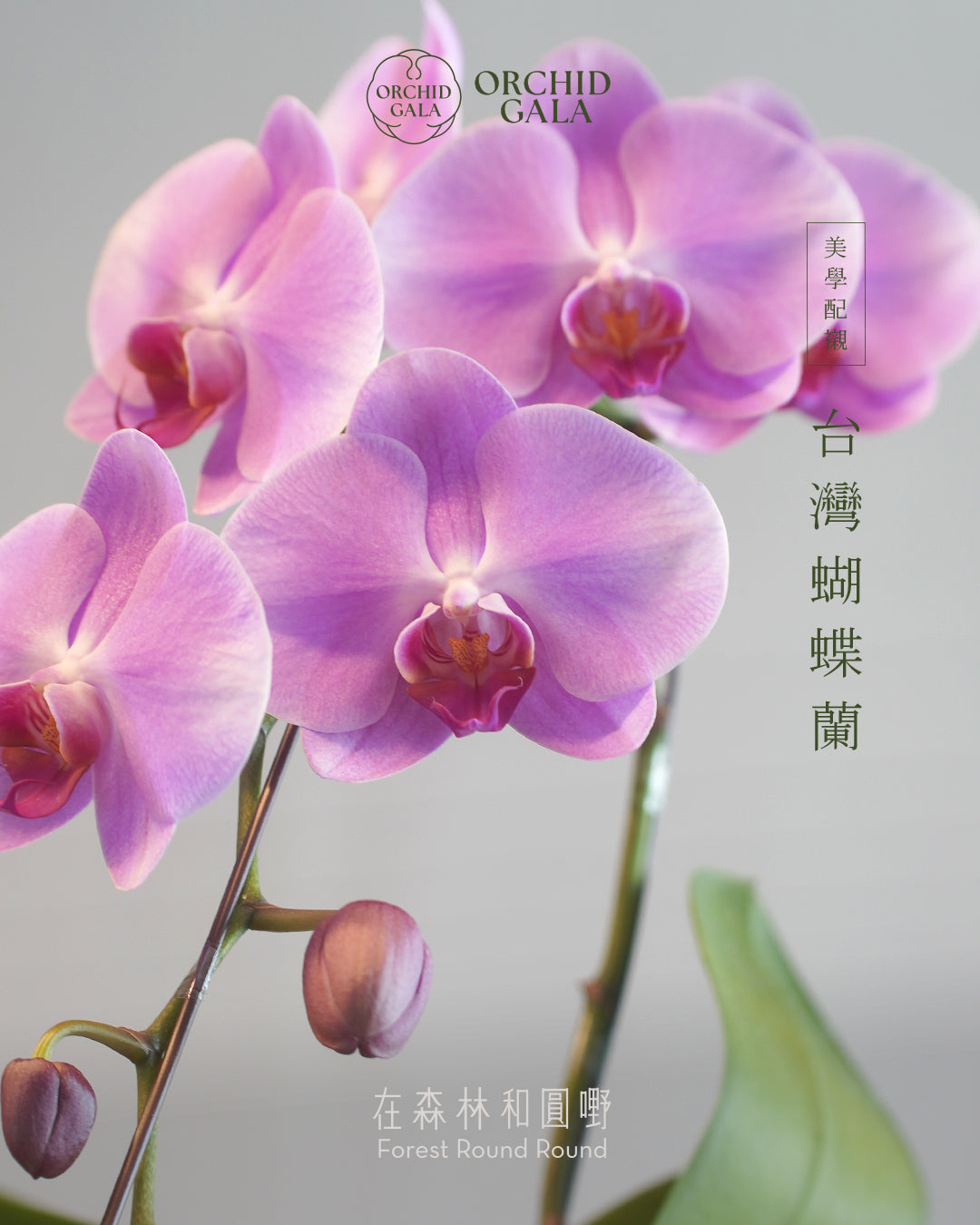 #cny2613  |  台灣蝴蝶蘭  -   圓嘢 Signature Curve 薄紅梅·うすこうばい x 陶藝家 IVAN YUNG