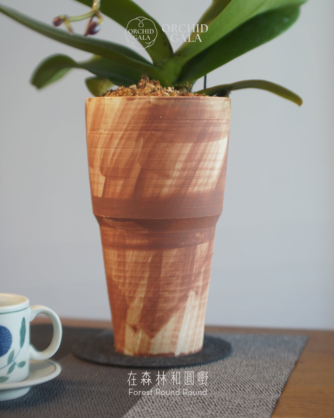 #cny2613  |  台灣蝴蝶蘭  -   圓嘢 Signature Curve 薄紅梅·うすこうばい x 陶藝家 IVAN YUNG