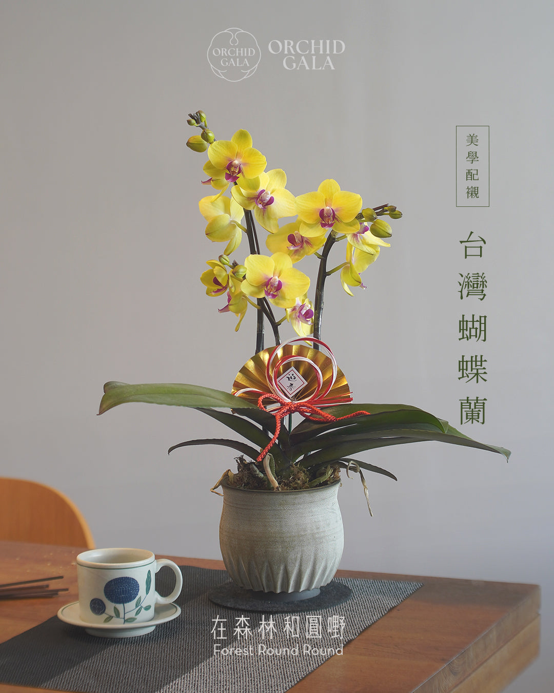 #cny2615  |  台灣蝴蝶蘭  -   圓嘢 Golden Tri  x 陶藝家 維納製陶 aboutVerna