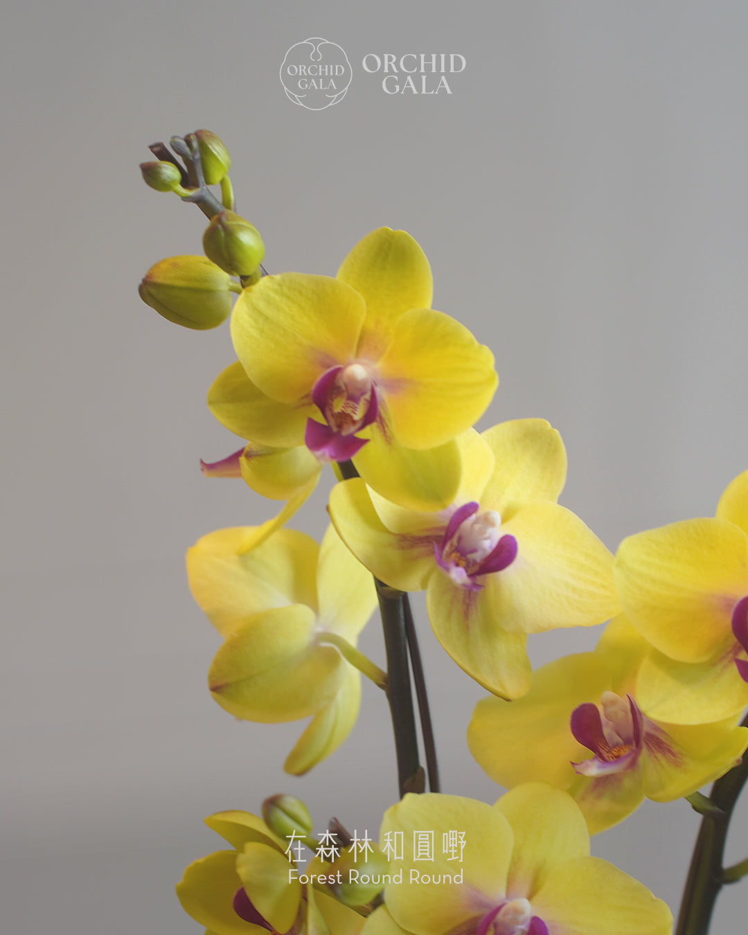 #cny2615  |  台灣蝴蝶蘭  -   圓嘢 Golden Tri  x 陶藝家 維納製陶 aboutVerna